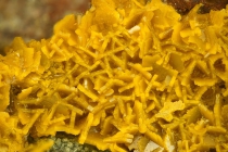 Billietit Menzenschwand-101