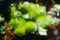 Cuprosklodowskit-137