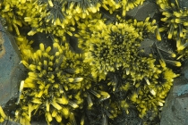 Ianthinit Menzenschwand-205