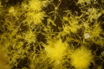 Phosphuranylit Menzenschwand-231