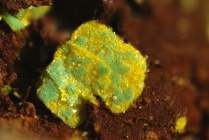 Phosphuranylit-Torbernit-245