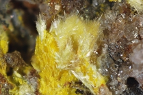 Studtitnadeln auf Uranospatit-309