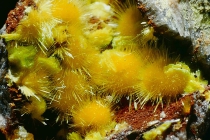 Uranophan,Uranocircit-361