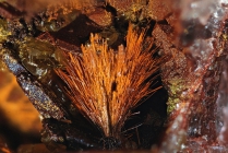 Uranophan,Slg.D.Gräf-379