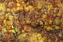 Uraninit - Mausaugen-391