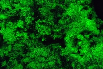 Zippeit-Fluoriziert-421