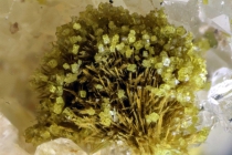 Bariopharmakosiderit-02