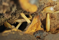 Cerussit -1 Rio Marina