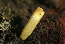 Cerussit -2 Rio Marina