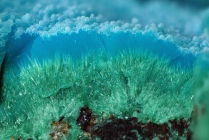 Chrysokoll -4 auf Malachit - Calamita