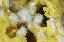 Copiapit -3 Epsomit Calamita