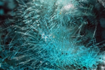 Cuprit -5 Chalkanthit Calamita