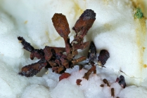 Cuprit -6 psd, nach ged, Kupfer - Calamita