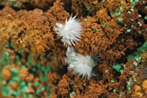 Dundasit -1 Rio Marina ( Falcacci )