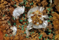 Dundasit -2 Rio Marina ( Falcacci )