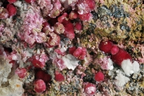 Erythrin -1 Calamita