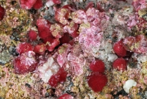 Erythrin -2 Calamita