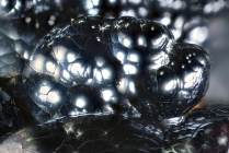 Glaskopf -2 Rio Marina