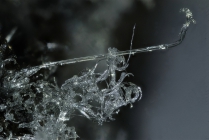 Halotrichit -2 Rio Marina