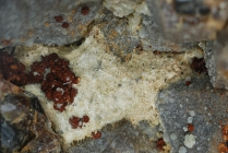 Hastingit - Calamita