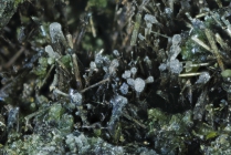 Hyalit -2 auf Epidot - Lacona