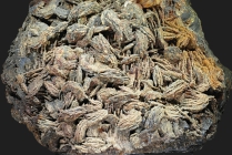 Magnetit -5 Psd nach Hämati - Calamita