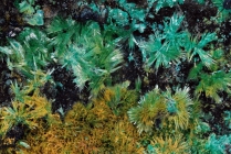 Malachit -1 Calamita