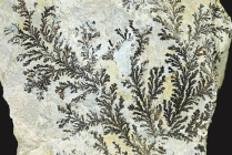 Mangandendriten - Calamita