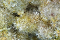 Pickeringit -1 Terra nera