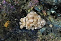 Pickeringit -2 Terra nera