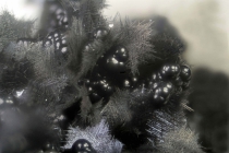 Pyrolusit, Grube Clara, 2,5mm